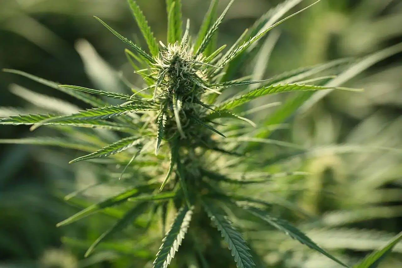 A close-up of a cannabis plant highlighting its leaves and buds in natural outdoor light.