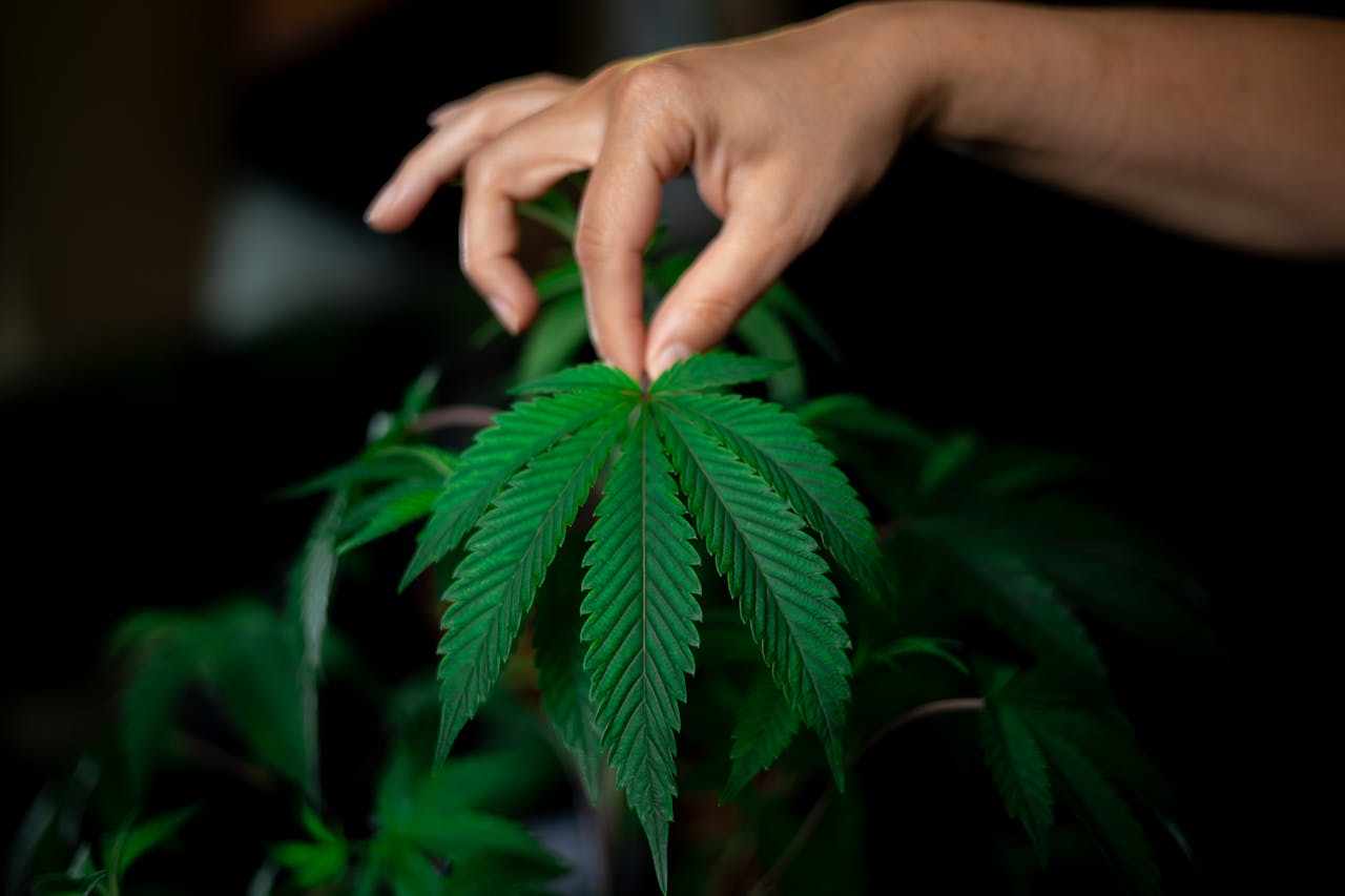 Close-up of a hand gently holding a cannabis leaf, emphasizing its lush green texture and detail.